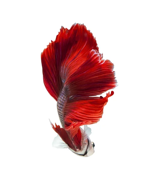 Beta Halbmond kämpft gegen schöne Fische aus nächster Nähe — Stockfoto