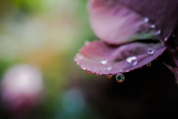 Gotas de água no jardim fresco . — Fotografia de Stock