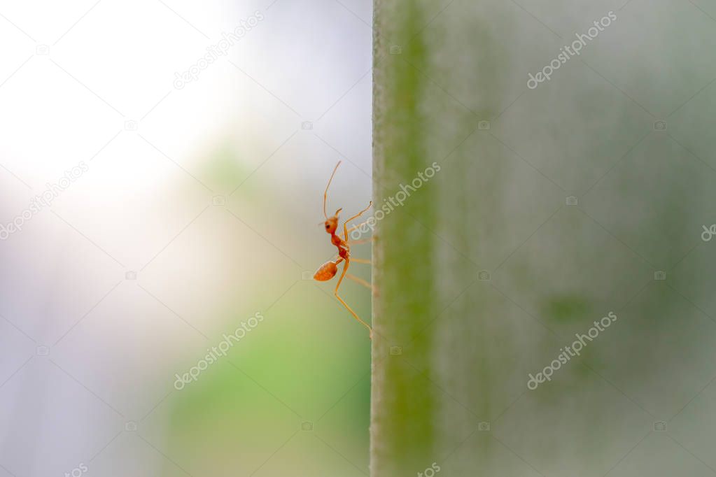 ant wildlife on plant texture 