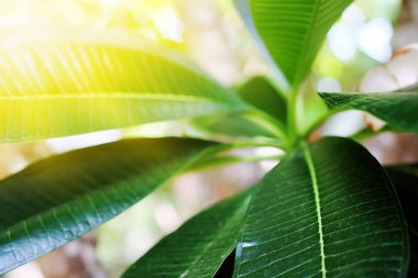 Plumeria kapatmak kadar izole üzerinde arka plan