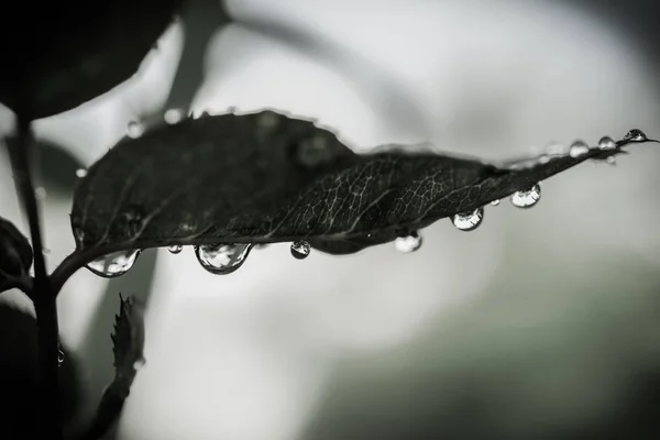 Gotas de agua en las hojas en el jardín fresco —  Fotos de Stock