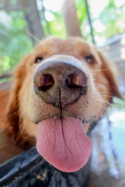 Golden retriever close up nariz fundo . — Fotografia de Stock