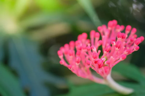 Fleurs en gros plan isolé sur backgroun — Photo