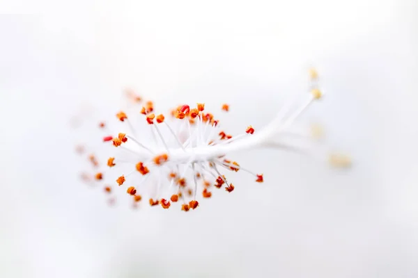 Hibiscus rosasinensis gros plan sur fond blanc . — Photo