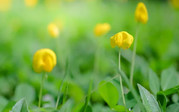 Flores amarelas com fundo de luz solar — Fotografia de Stock