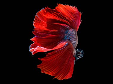 daha iyi halfmoon mücadele güzel balık yakın çekim