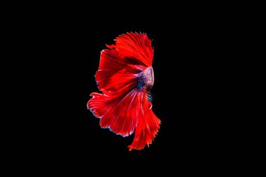 daha iyi halfmoon mücadele güzel balık yakın çekim