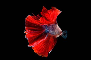 daha iyi halfmoon mücadele güzel balık yakın çekim