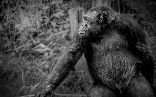 Gran mono charactoer backgroun — Foto de Stock