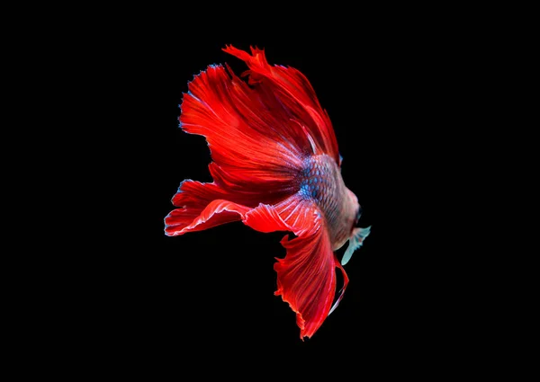 Betta halfmoon fighting beautiful fish close up — Stok Foto