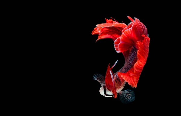 Betta meia-lua lutando belo peixe de perto — Fotografia de Stock