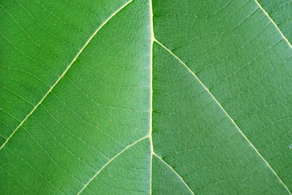 Φύλλα κοντινό υφή φόντου — Φωτογραφία Αρχείου