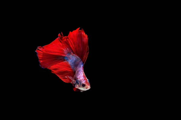 Beta Halbmond kämpft gegen schöne Fische aus nächster Nähe — Stockfoto