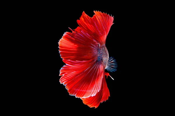 Betta mezzaluna lotta bel pesce da vicino — Foto Stock