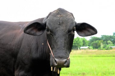 inek yemek yeşil çayır günbatımı zamanında.