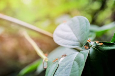 doğa arka plan üzerinde karınca yaban hayatı 