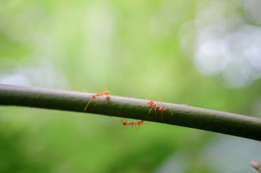doğa arka plan üzerinde karınca yaban hayatı 