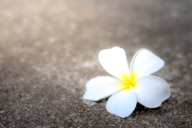 Plumeria kapatmak kadar izole üzerinde adam