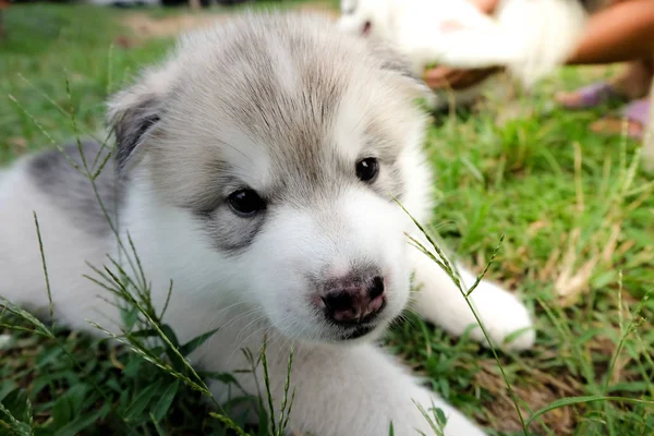 Siberian husky szczeniaka z bliska na tle . — Zdjęcie stockowe