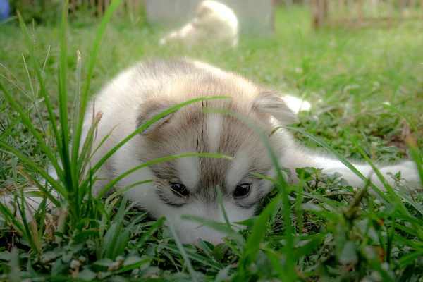 Siberian husky puppy close up on background . — Stock Photo, Image