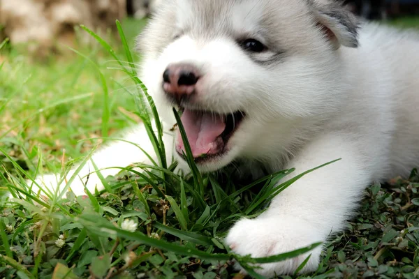 Siberiano husky cachorro de cerca en el fondo  . —  Fotos de Stock