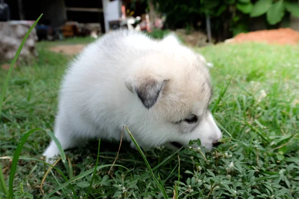 Siberian husky puppy close up on background . — Stock Photo, Image