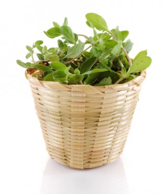 beyaz arkaplanda marjoram izole