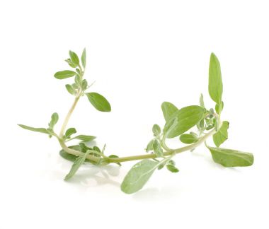 beyaz arkaplanda marjoram izole