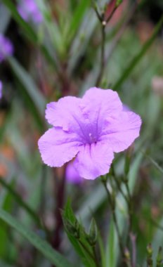 Çiçekler arka planda izole bir şekilde kapanır