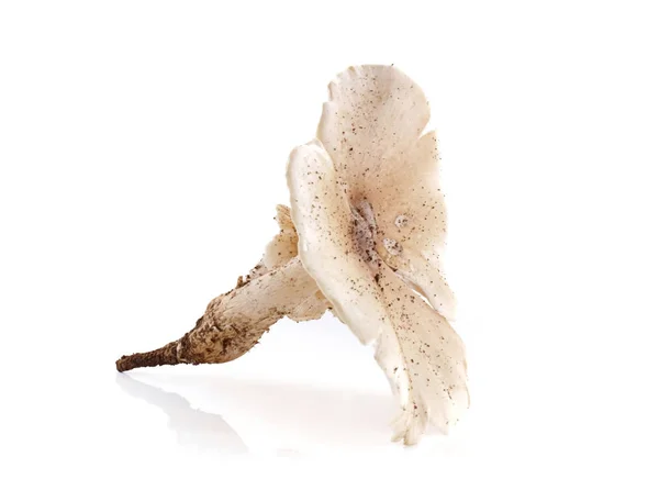 Termit houby izolované na bílém pozadí. — Stock fotografie