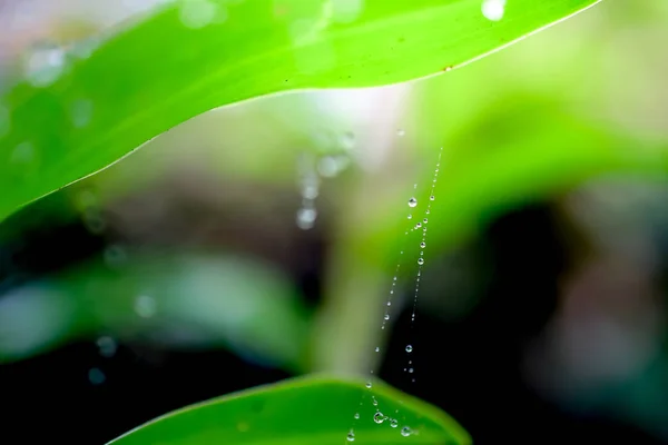 Gocce d'acqua su foglie in giardino fresco — Foto Stock