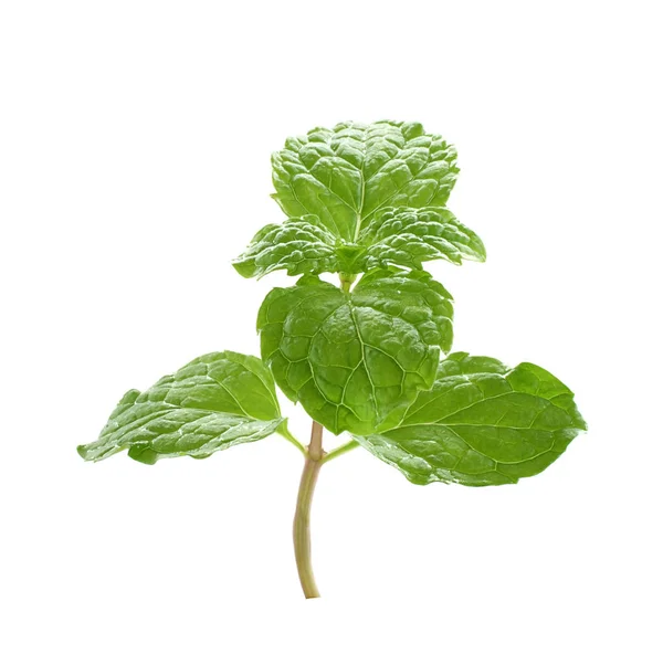 Mint leaves and drug isolated on white background — Stock Photo, Image