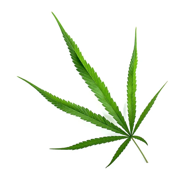 Cannabis indica textur på bakgrunden. — Stockfoto