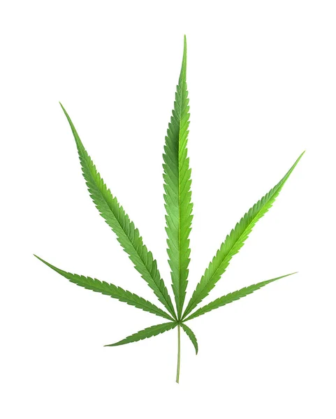 Textura de Cannabis indica sobre fondo . —  Fotos de Stock