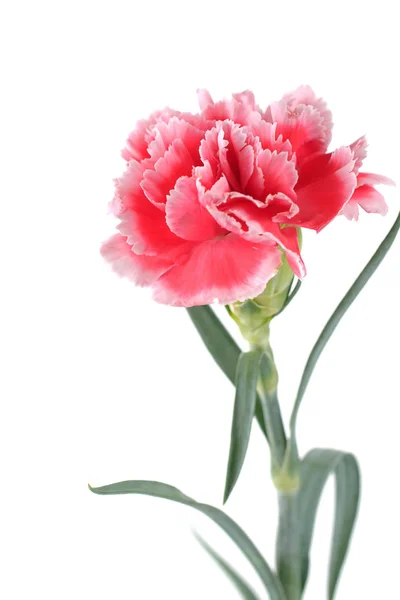 karanfil çiçek arka plan üzerinde yakın çekim.