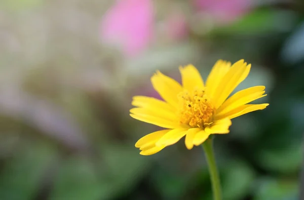 Flores fechar isolado no fundo — Fotografia de Stock