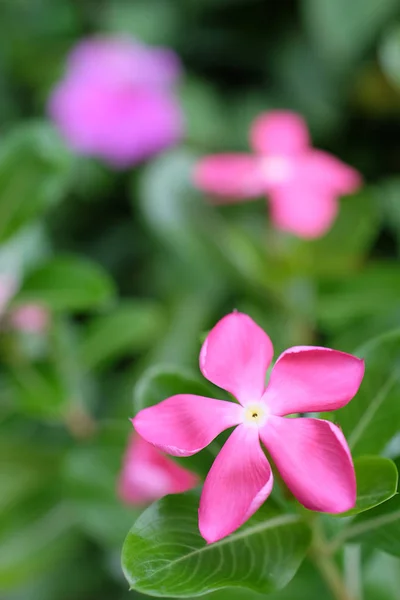 Periwinkle flower close up on background. — Stock Photo, Image