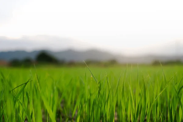 S rýží farmě v pozadí hora Thajsko. — Stock fotografie