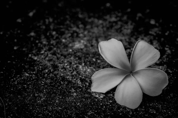 Plumeria close up isolated on backgroun — Stock Photo, Image