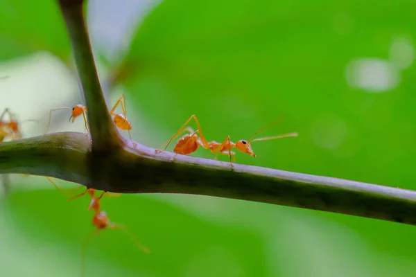 Ant wildlife on nature background — Stock Photo, Image