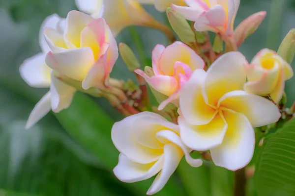 Plumeria närbild isolerade på bak — Stockfoto