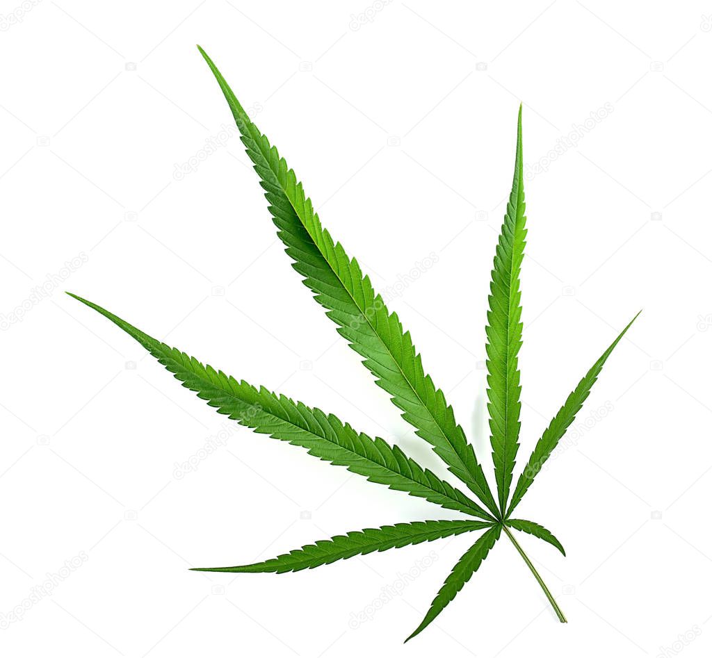 Cannabis indica texture on background.