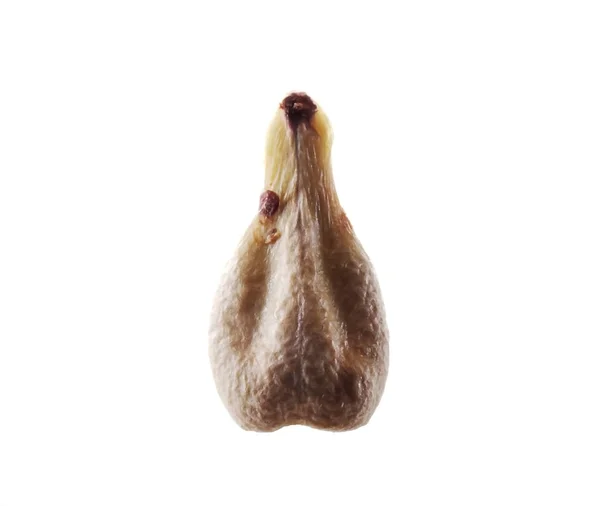 Grape seed geïsoleerd op witte achtergrond — Stockfoto