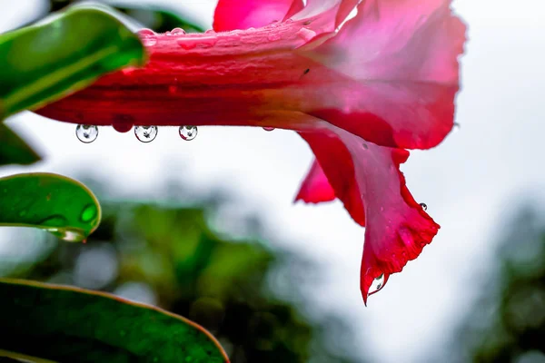 Gouttes d'eau sur les feuilles dans le jardin frais — Photo