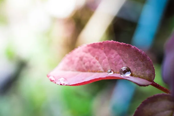 Σταγόνες νερού πάνω στα φύλλα φρέσκο κήπου — Φωτογραφία Αρχείου
