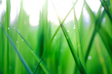 yaprakları taze Bahçe üstünde su damlaları