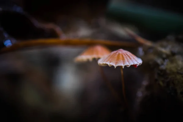 Etliche Räume hautnah am Hintergrund der Natur. — Stockfoto