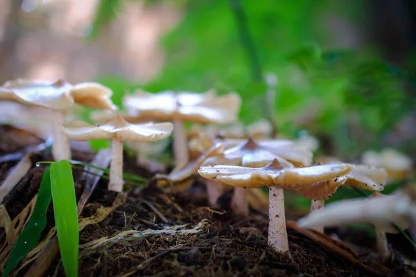 Muchrooms close-up op natuur achtergrond. — Stockfoto