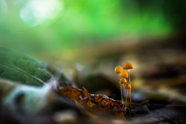 Muchrooms närbild på natur botten. — Stockfoto