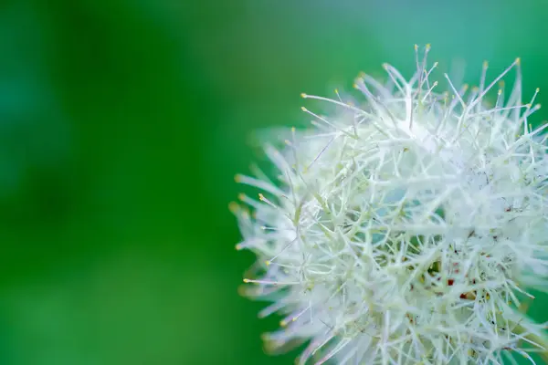 Dandilion 植物を背景にクローズ アップ. — ストック写真